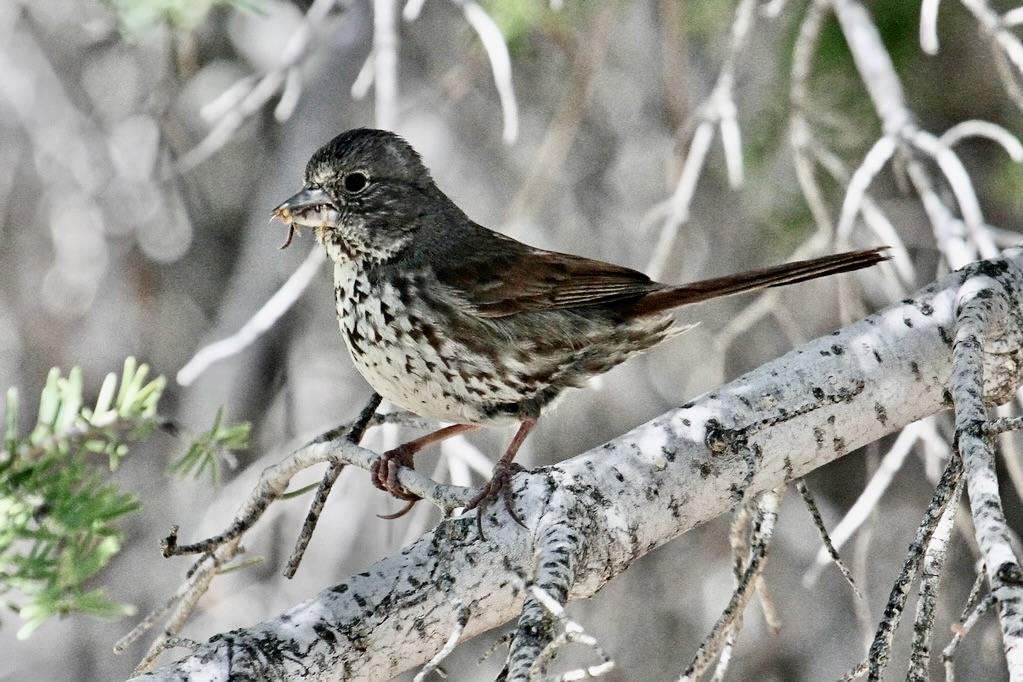 Fox Sparrow (Passerella iliaca) by almiyi is licensed under CC BY-NC 2.0.